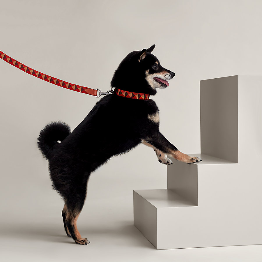 犬用リード-《メドール》-- 