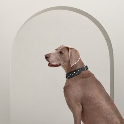 Rocabar dog harness