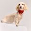 Bandana para perro Maillons S, feu