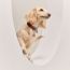 Go-Go-Go dog charm, mauve/orange