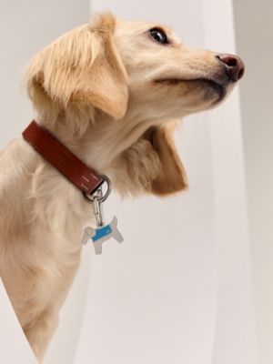 O-Dog dog charm