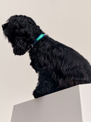 Collier pour chien Demi-Rond