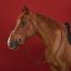 Ergonomic Figure&nbsp;8 Jumper bridle, irish
