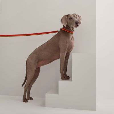 HalloDog Boutique: Abbigliamento ed accessori per cani  Compra Online -  Guinzaglio Hermes (con attacco portasacchetti/Oro) - vari colori