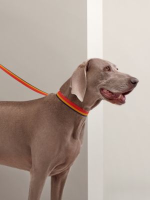Guia de cachorro fina Rocabar