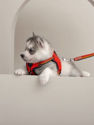 犬用リード 《ロカバール》 スリム, イメージ: 正面から見たイメージ, front, ビュー3の3