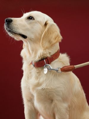 Correa para perro Gaucho, Vista: vista de frente, front, vista 3 de 3