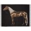 Cheval Palomino blanket, alezan
