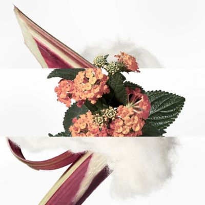 エルメスのフレグランスとレフィルをご覧ください | Hermès - エルメス