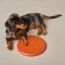 Wouf flying disc, feu