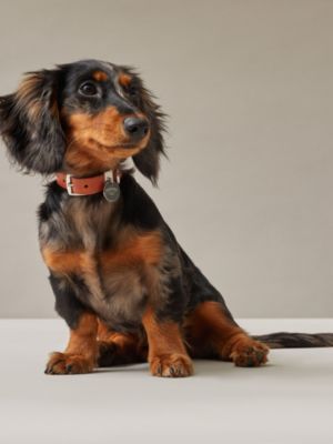 Etriviere III dog collar