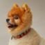 犬用首輪 《メドール》, ダーク・アイリッシュ