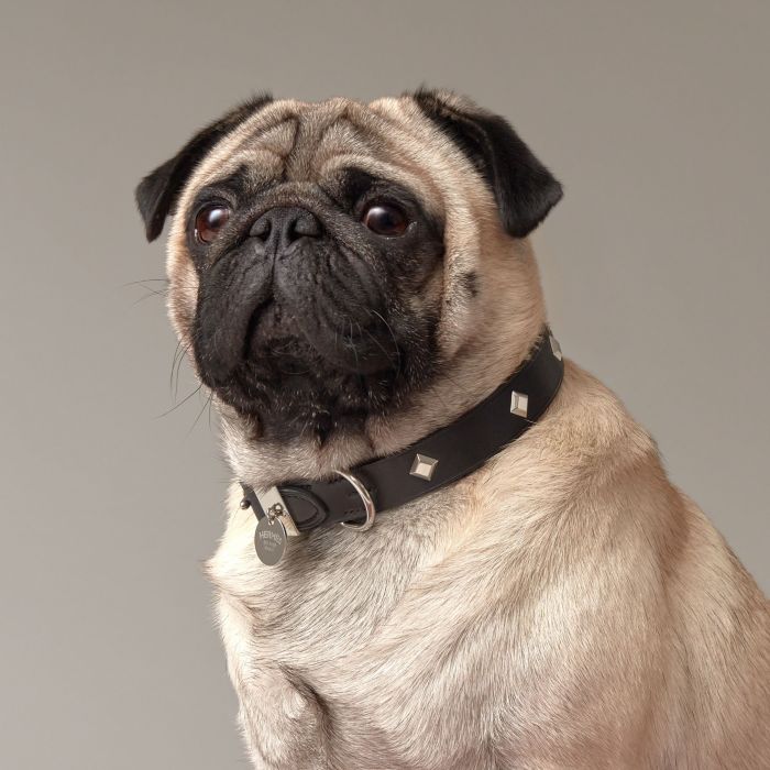 Shop HERMES Tresse Dog Collar by MiuCode