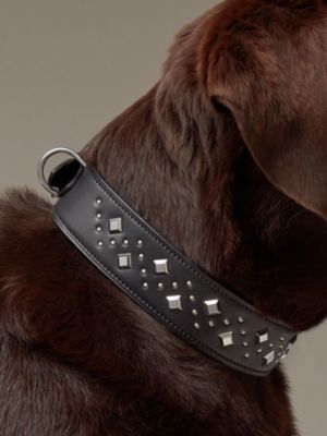 犬用首輪 《パンチ》, イメージ: 正面から見たイメージ, front, ビュー4の5
