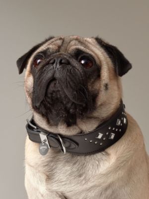 犬用首輪 《パンチ》, イメージ: 正面から見たイメージ, front, ビュー5の5