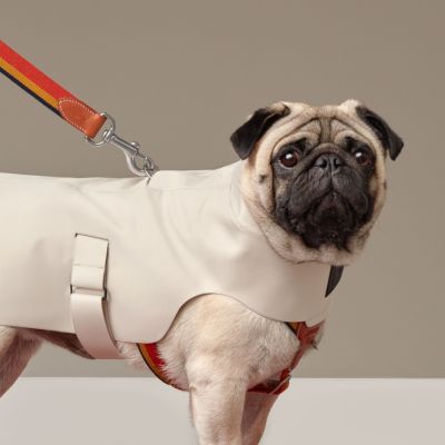 HalloDog Boutique: Abbigliamento ed accessori per cani  Compra Online -  Guinzaglio Hermes (con attacco portasacchetti/Oro) - vari colori