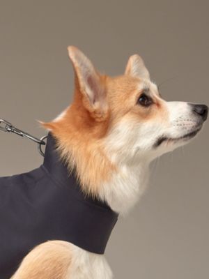 Dog raincoat, M and L, View: front, front, view 3 of 3