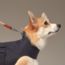 Dog raincoat, M and L, navy/bleu royal
