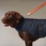 Dog coat, M and L, navy