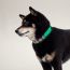 Medor dog collar, vert comics