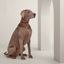 Polisson dog collar, dark irish