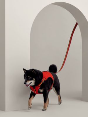 Jump dog harness, M and L, View: front, front, view 4 of 6