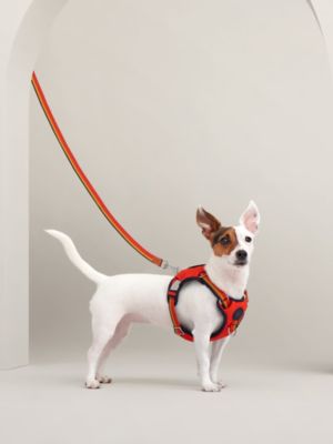 Jump dog harness, M and L, View: front, front, view 5 of 6