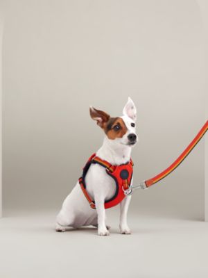 Jump dog harness, M and L, View: front, front, view 6 of 6