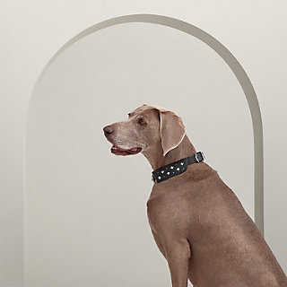 Black Tie dog collar, M and L