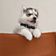 Black Tie dog collar, XS and S, View: Worn, worn, view 4 of 4