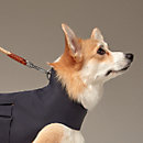 Vista: Ver artículo puesto, Capa impermeable para perro M y L