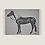 Cheval Palomino blanket, View: front, front, view 1 of 3