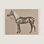 Cheval Palomino blanket, View: front, front, view 1 of 3