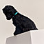 Collier pour chien Demi-Rond, Vue: Vue portée, worn, vue 1 sur 3