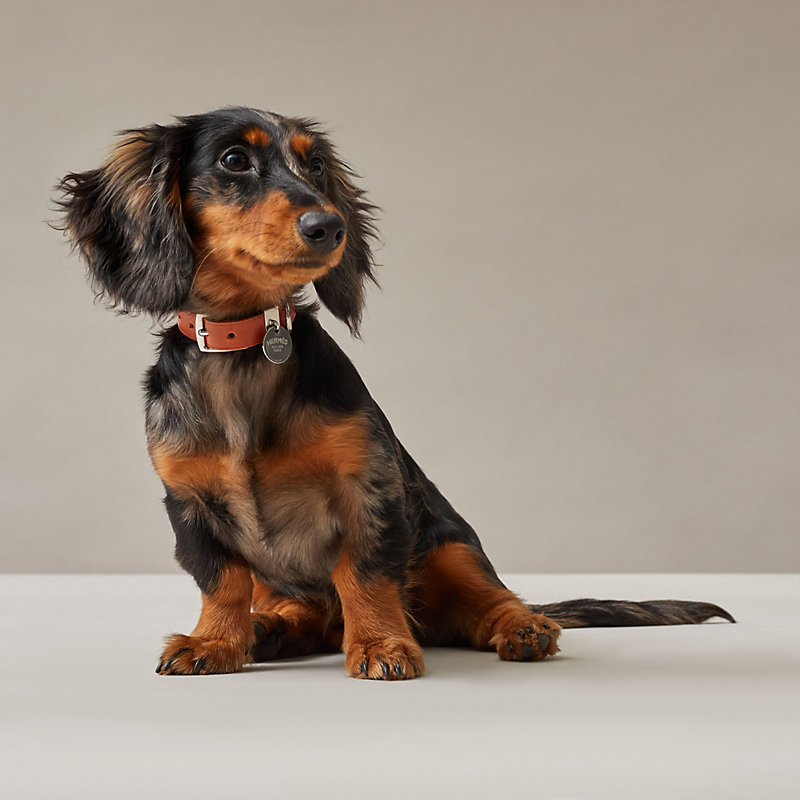 Collier et laisse miniatures adaptés comme accessoires pour chiens