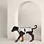 Course 24 dog raincoat, XS and S, View: Worn, worn, view 1 of 1