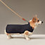 Dog raincoat, M and L, View: Worn, worn, view 2 of 3