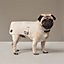 Dog raincoat, XS and S, View: Worn, worn, view 2 of 2