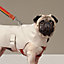 Dog raincoat, XS and S, View: Worn, worn, view 1 of 2