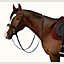 Ergonomic dressage bridle, View: Worn, worn, view 2 of 4