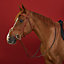 Ergonomic Figure&nbsp;8 Jumper bridle, View: Worn, worn, view 1 of 2