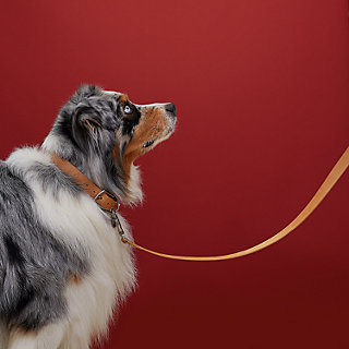 Hermes leash shop