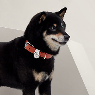 Hermes 2025 dog collar