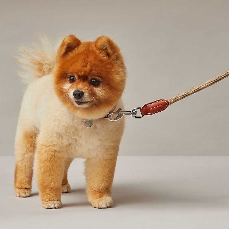 can pomeranians wear collars