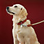 Gaucho dog leash, View: Worn, worn, view 3 of 3