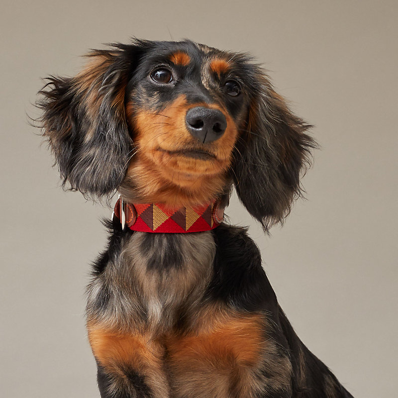 HERMES Medor Dog Collar Size XS 16.5-21.5cm Orange/Brown W/Pouch Unused