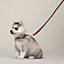 Medor slim dog leash, View: Worn, worn, view 1 of 2