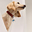 O-Dog dog charm, View: Worn, worn, view 1 of 3