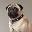 Punch dog collar, View: Worn, worn, view 1 of 3