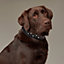 Punch dog collar, View: Worn, worn, view 1 of 5